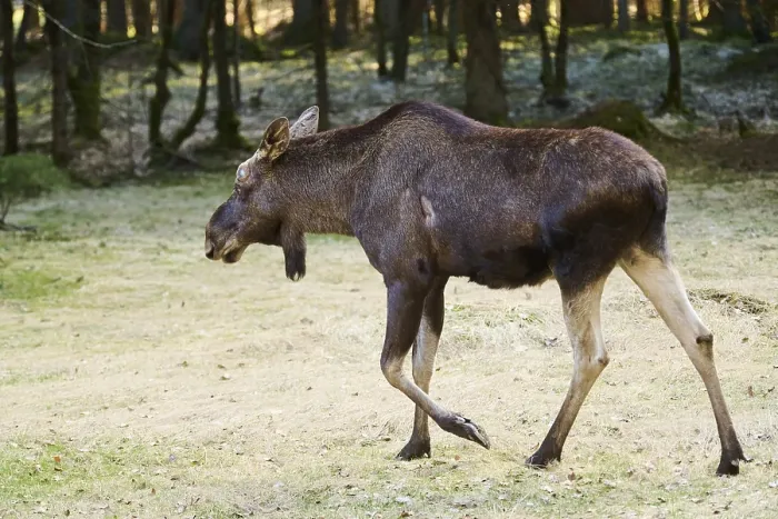 Framed Print : Elk (Alces alces) standing on a meadow on the edge of a forest Framed Print : Elk (Alces alces) standing on a meadow on the edge of a forest