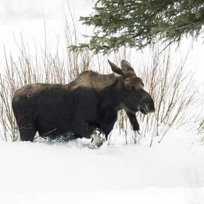 Framed Print : Elk (Alces alces) in winter, young bull