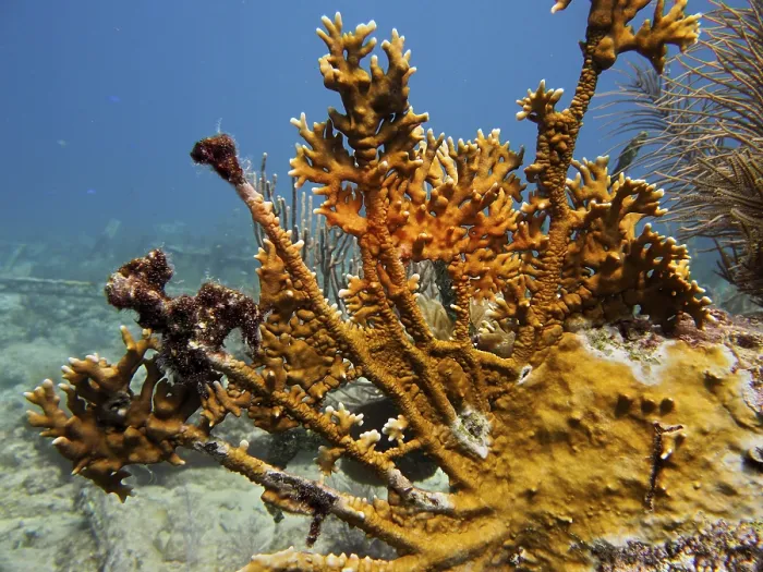 Framed Print : Elk antler fire coral (Millepora alcicornis)