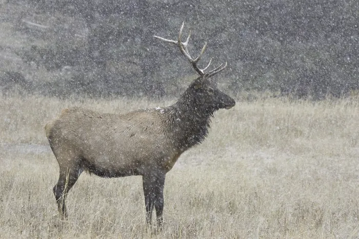 Framed Print : Elk or Wapiti (Cervus canadensis)