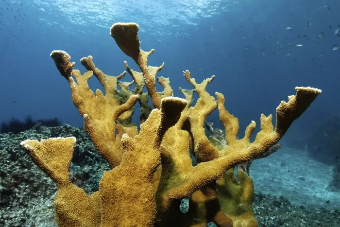Framed Print : Elkhorn coral (Acropora palmata), St