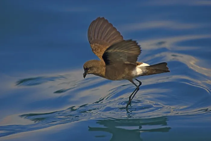 Framed Print : Elliot's Storm Petrel, Elliot's Storm Petrel