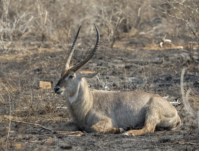 Framed Print : Ellipsen waterbuck (Kobus ellipsiprymnus)