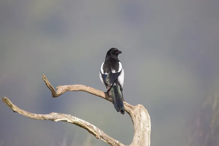 Framed Print : Elster, Pica pica, Eurasian magpie
