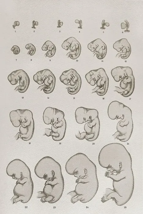Framed Print : Embryo, development, anatomical illustration