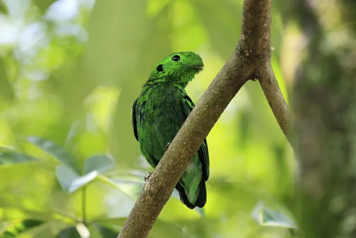 Framed Print : Emerald Broadbill (Calyptomena viridis) Framed Print : Emerald Broadbill (Calyptomena viridis)