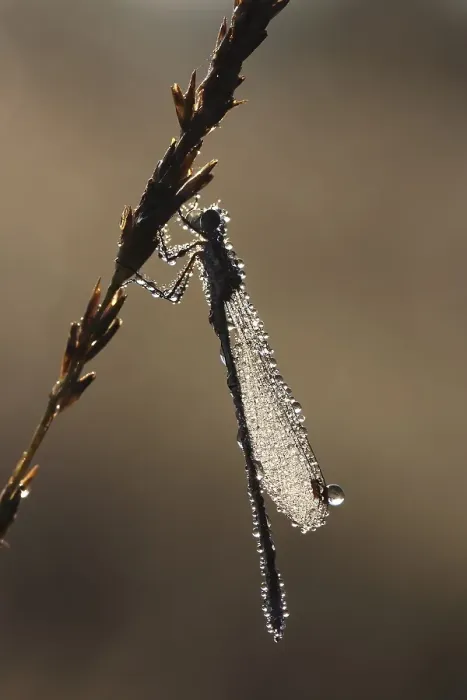 Framed Print : Emerald Damselfly (Lestes sponsa) in the morning dew Framed Print : Emerald Damselfly (Lestes sponsa) in the morning dew
