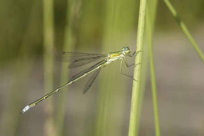 Framed Print : Emerald Damselfly ( Lestes sponsa) sits on reed stalk