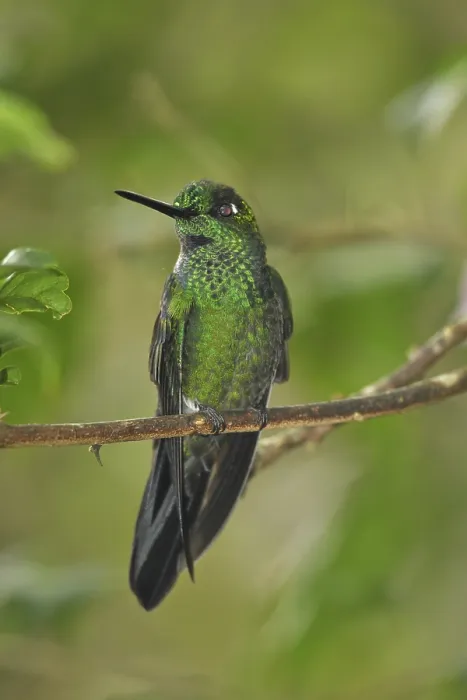 Framed Print : Emerald hummingbird, male adult (Chlorostilbon mellisugus)