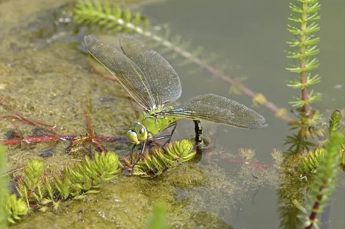 Framed Print : Emperor Dragonfly (Anax imperator) Framed Print : Emperor Dragonfly (Anax imperator)