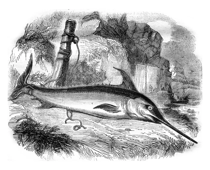 Framed Print : The emperor fish or swordfish, vintage engraved illustration Framed Print : The emperor fish or swordfish, vintage engraved illustration