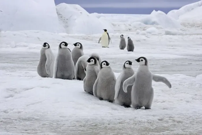 Framed Print : Emperor Penguin (Aptenodytes forsteri)