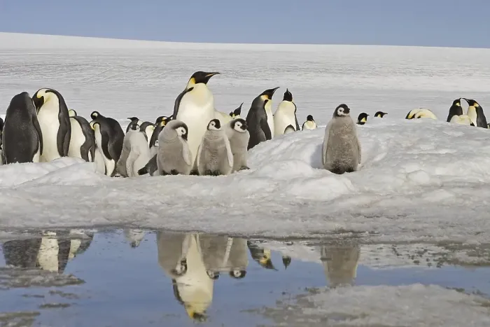 Framed Print : Emperor Penguin (Aptenodytes forsteri)