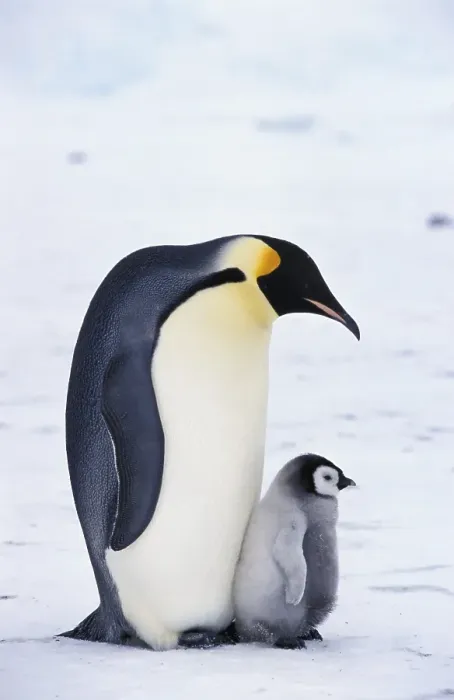 Framed Print : Emperor penguin (Aptenodytes forsteri)