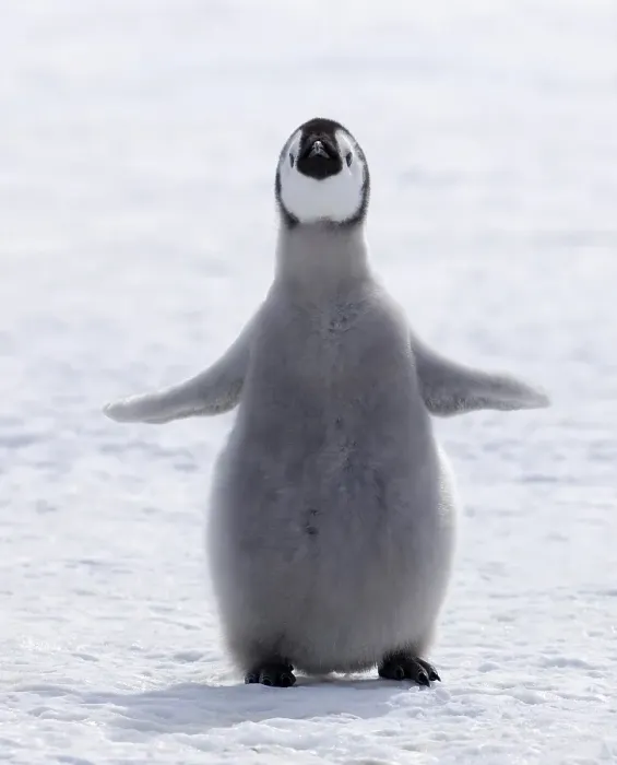 Framed Print : Emperor penguin (Aptenodytes forsteri) chick