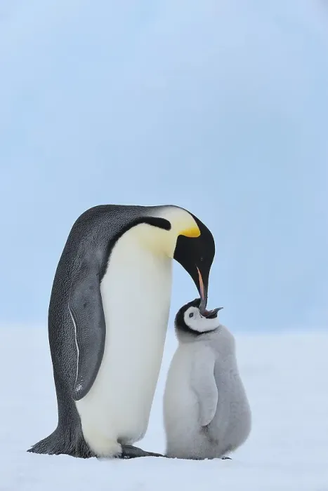 Framed Print : Emperor penguins (Aptenodytes forsteri)