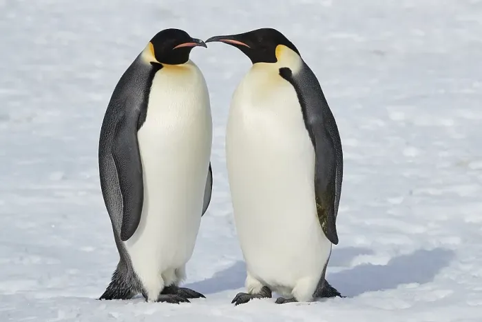 Framed Print : Emperor penguins (Aptenodytes forsteri)