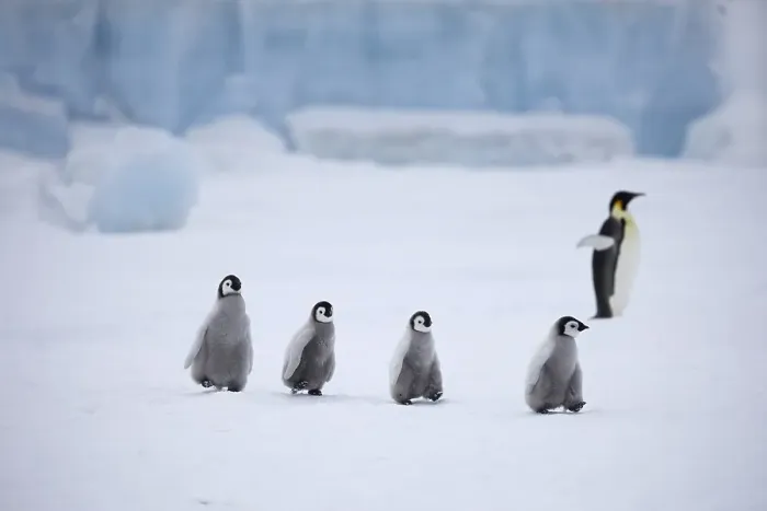 Framed Print : Emperor penguins (Aptenodytes forsteri)