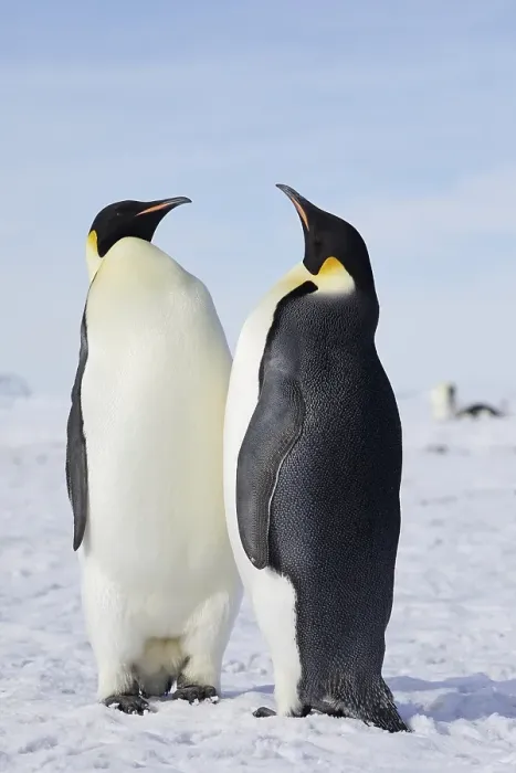 Framed Print : Emperor penguins (Aptenodytes forsteri)