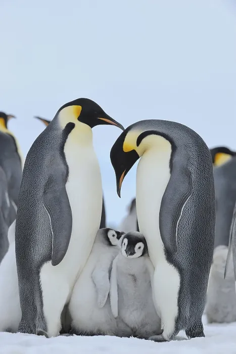 Framed Print : Emperor penguins (Aptenodytes forsteri) Framed Print : Emperor penguins (Aptenodytes forsteri)
