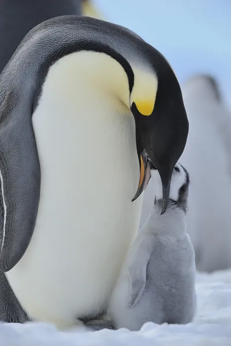 Framed Print : Emperor penguins, Aptenodytes forsteri
