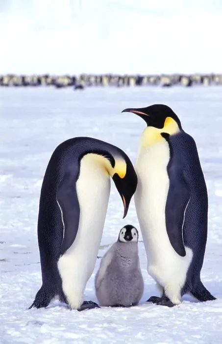 Framed Print : Emperor penguins (Aptenodytes forsteri) with chick Framed Print : Emperor penguins (Aptenodytes forsteri) with chick