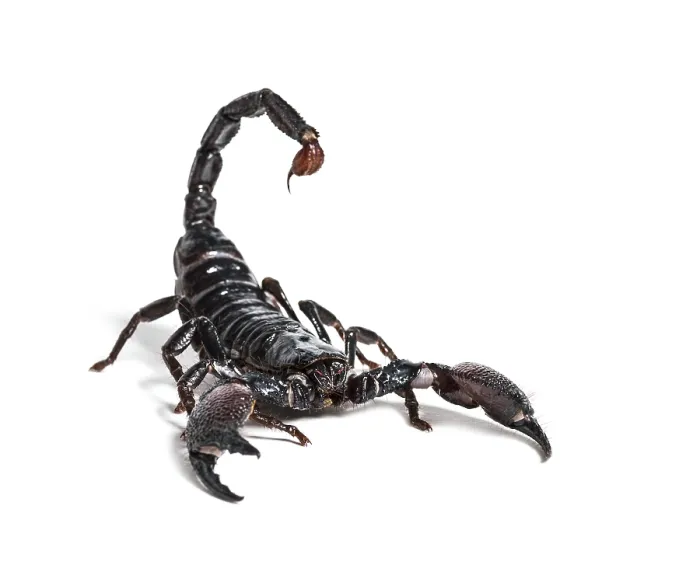 Framed Print : Emperor scorpion, Pandinus imperator Framed Print : Emperor scorpion, Pandinus imperator
