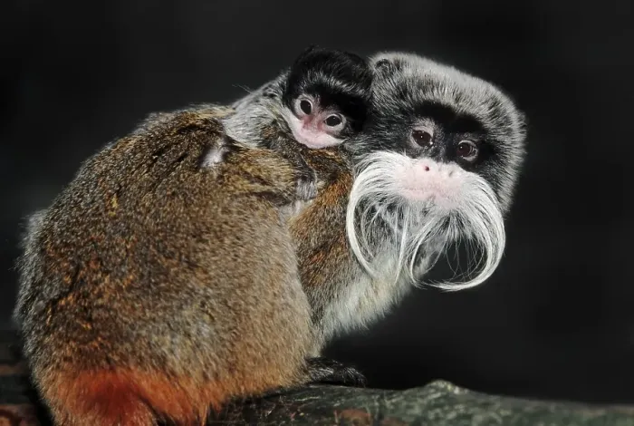 Framed Print : Emperor Tamarin (Saguinus imperator) with young, native to South America, captive, Germany, Europe Framed Print : Emperor Tamarin (Saguinus imperator) with young, native to South America, captive, Germany, Europe