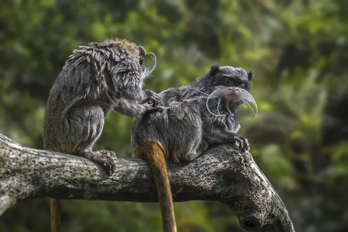 Framed Print : Two emperor tamarins (Saguinus imperator) in rain forest Framed Print : Two emperor tamarins (Saguinus imperator) in rain forest