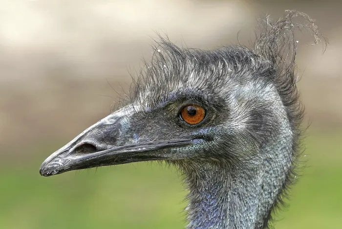 Framed Print : Emu Framed Print : Emu