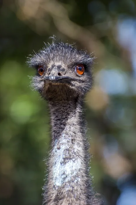 Framed Print : Emu bird looking directly, close up photo Framed Print : Emu bird looking directly, close up photo