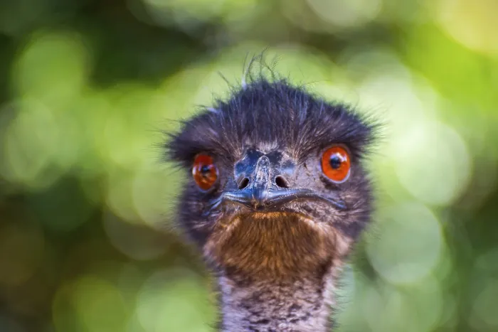 Framed Print : Emu bird looking directly, close up photo Framed Print : Emu bird looking directly, close up photo