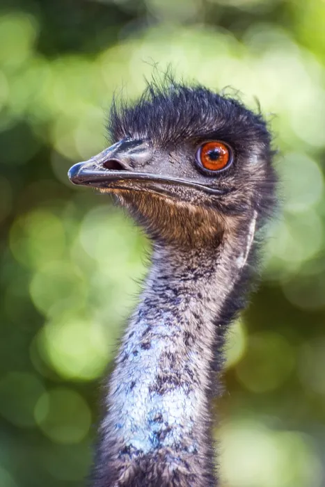Framed Print : Emu bird from profile, close up portrait