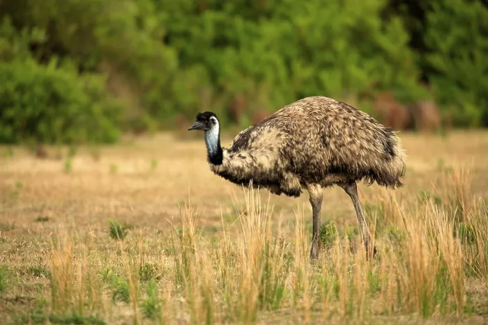 Framed Print : Emu (Dromaeus novaehollandiae)