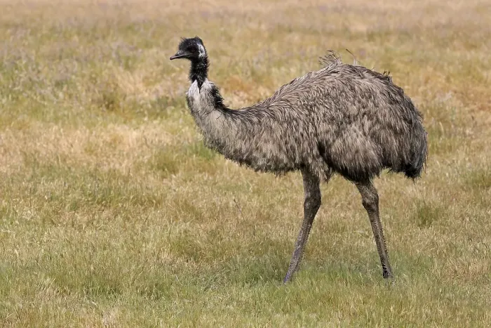 Framed Print : Emu (Dromaius novaehollandiae), adult, Kangaroo Island, South Australia, Australia, Oceania Framed Print : Emu (Dromaius novaehollandiae), adult, Kangaroo Island, South Australia, Australia, Oceania
