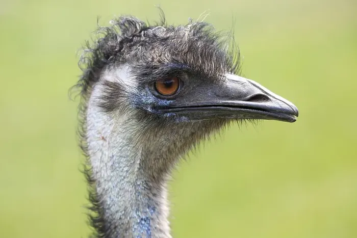 Framed Print : Emu (Dromaius novaehollandiae) Framed Print : Emu (Dromaius novaehollandiae)