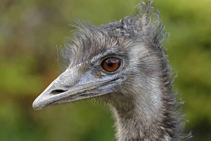 Framed Print : Emu (Dromaius novaehollandiae) Framed Print : Emu (Dromaius novaehollandiae)