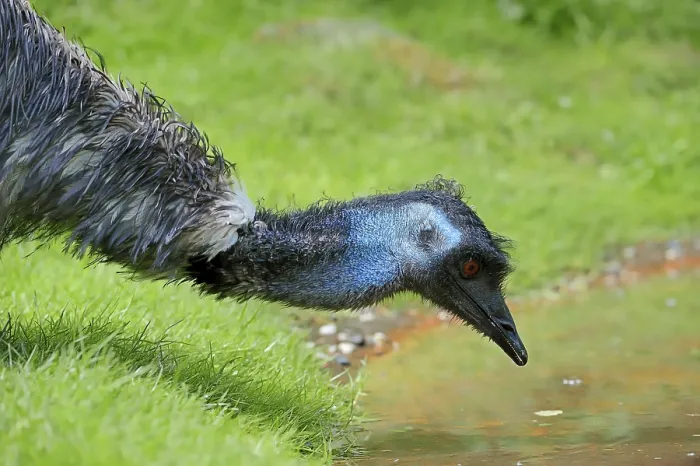 Framed Print : Emu (Dromaius novaehollandiae) Framed Print : Emu (Dromaius novaehollandiae)