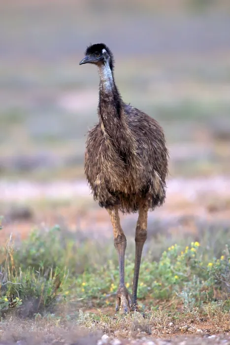 Framed Print : Emu (Dromaius novaehollandiae)