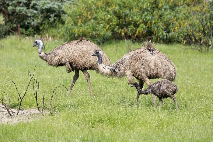 Framed Print : Emu (Dromaius novaehollandiae)