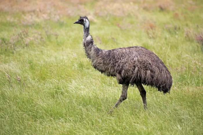 Framed Print : Emu (Dromaius novaehollandiae)
