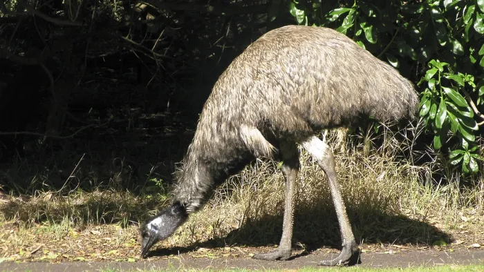 Framed Print : Emu, Dromaius novaehollandiae, in its natural habitat in Australia Framed Print : Emu, Dromaius novaehollandiae, in its natural habitat in Australia