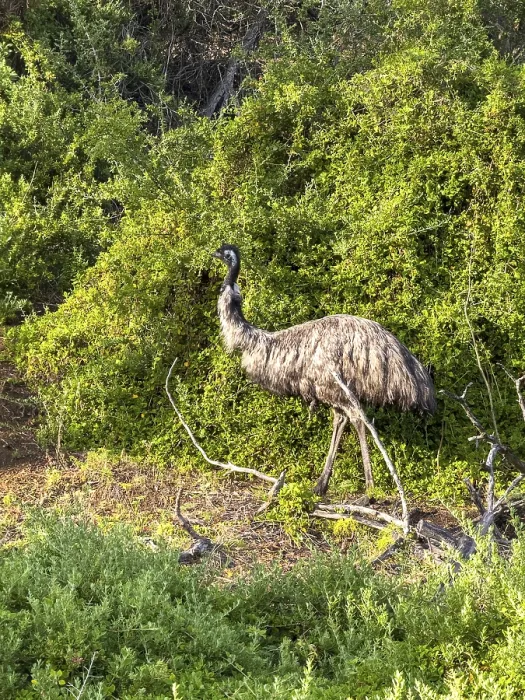 Framed Print : An emu gracefully wandering through vibrant green bushes