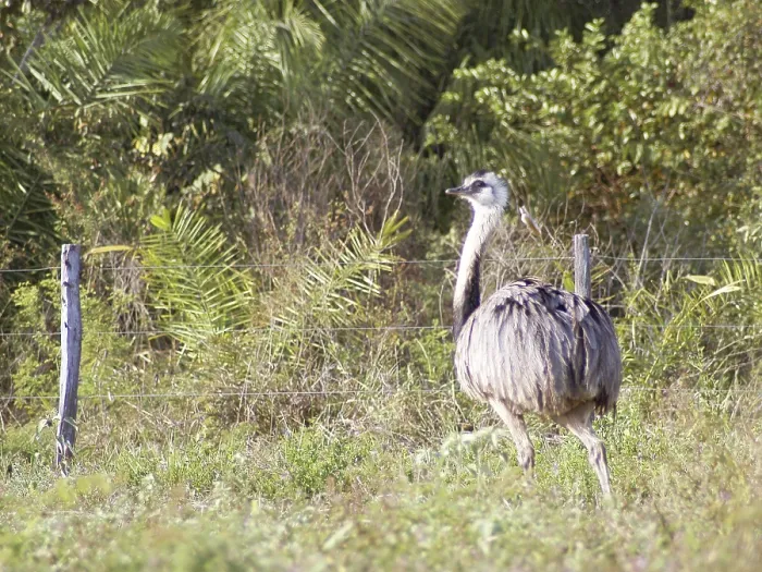 Framed Print : Emu, Pantanal, Mato Grosso do Sul, Brazil Framed Print : Emu, Pantanal, Mato Grosso do Sul, Brazil