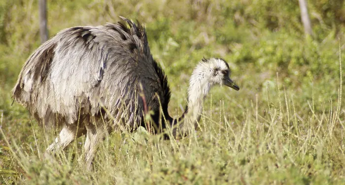 Framed Print : Emu, Pantanal, Mato Grosso do Sul, Brazil