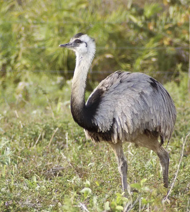 Framed Print : Emu, Pantanal, Mato Grosso do Sul, Brazil