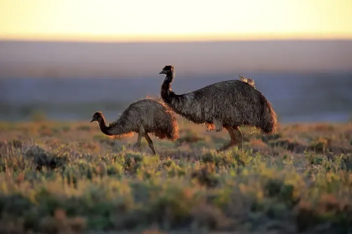 Framed Print : Emus (Dromaius novaehollandiae) Framed Print : Emus (Dromaius novaehollandiae)