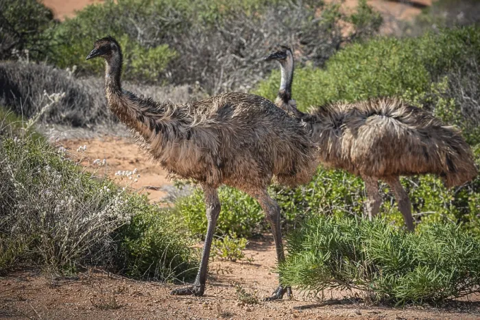 Framed Print : Emus (Dromaius novaehollandiae)