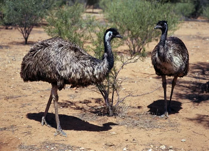 Framed Print : Emus (Dromaius novaehollandiae), Australia Framed Print : Emus (Dromaius novaehollandiae), Australia