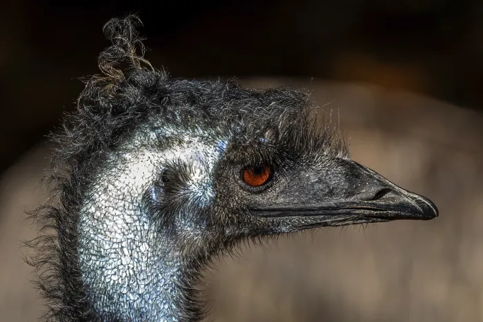 Framed Print : Emus (Dromaius), portrait, captive Framed Print : Emus (Dromaius), portrait, captive